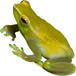 Hatchet Face Frog